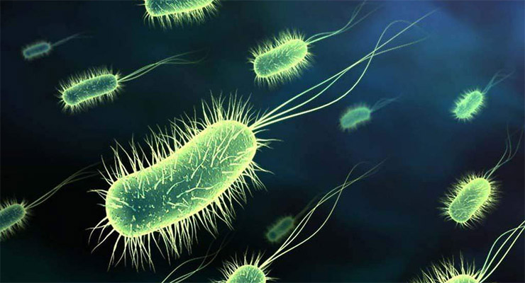 Az Escherichia coli baktérium (E. coli)