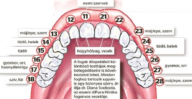 Ha romlik a fogad, a hozzá tartozó szerveddel is baj van!