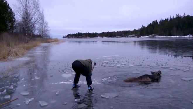Korizni indultak, de megláttak egy szarvast a jeges vízben (videó)